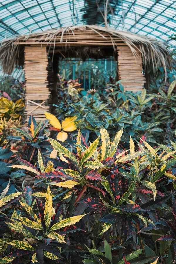 Quelles sont les techniques pour construire un abri temporaire avec des feuilles en forêt tropicale?